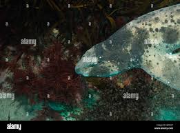 Image result for Cephaloscyllium laticeps