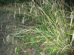 Attēlu rezultāti vaicājumam “Brachypodium sylvaticum fruit”