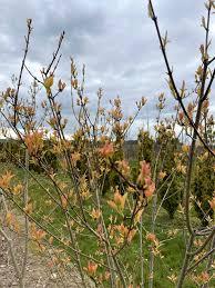 Attēlu rezultāti vaicājumam “Acer tataricum subsp. ginnala bud”