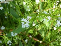 Attēlu rezultāti vaicājumam “Galium palustre leaf”