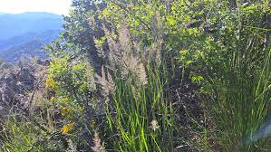 Attēlu rezultāti vaicājumam “Calamagrostis arundinacea leaf”