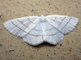 Attēlu rezultāti vaicājumam “Cabera pusaria male”