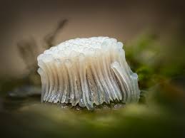 Attēlu rezultāti vaicājumam “Physarum psittacinum”