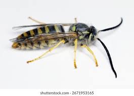 Attēlu rezultāti vaicājumam “Vespula germanica male”