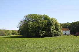 Näverkärrs naturreservat