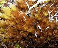 Attēlu rezultāti vaicājumam “Dicranum leioneuron”