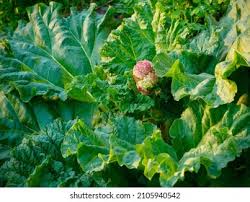 Attēlu rezultāti vaicājumam “Rheum rhabarbarum leaf”