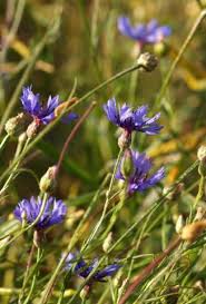 Image result for Centaurea cyanus