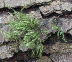 Attēlu rezultāti vaicājumam “Isothecium myosuroides”