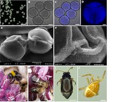 Attēlu rezultāti vaicājumam “Lathraea squamaria bud”