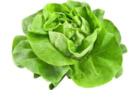 Image result for Kopfsalat