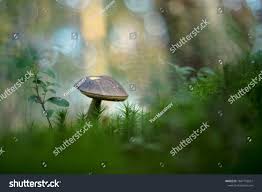 Attēlu rezultāti vaicājumam “Leccinum melaneum”