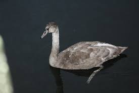 Attēlu rezultāti vaicājumam “Cygnus olor juvenile”
