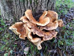 Attēlu rezultāti vaicājumam “Junghuhnia pseudozilingiana”