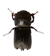 Attēlu rezultāti vaicājumam “Scolytidae”