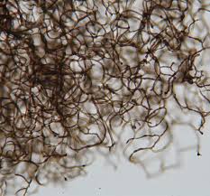 Attēlu rezultāti vaicājumam “Comatricha sp.”