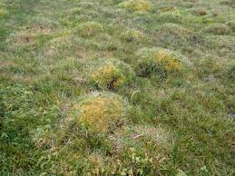 Attēlu rezultāti vaicājumam “Sphagnum papillosum”