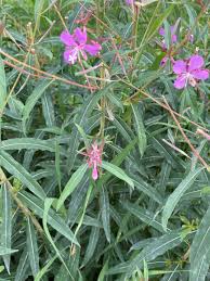 Attēlu rezultāti vaicājumam “Epilobium angustifolium leaf”