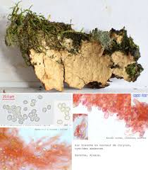 Attēlu rezultāti vaicājumam “Leucogyrophana mollusca”