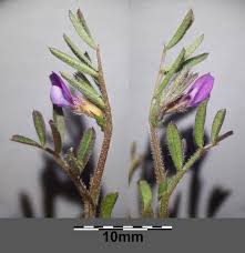 Attēlu rezultāti vaicājumam “Vicia lathyroides”