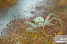 Attēlu rezultāti vaicājumam “Thomisidae”