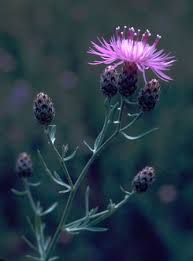 Attēlu rezultāti vaicājumam “Centaurea stoebe”