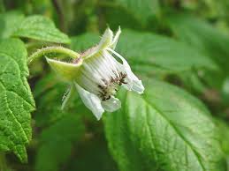 Attēlu rezultāti vaicājumam “Rubus idaeus”