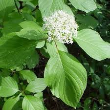 Attēlu rezultāti vaicājumam “Cornus sericea”