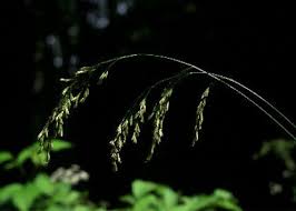 Attēlu rezultāti vaicājumam “Festuca altissima”