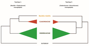Attēlu rezultāti vaicājumam “Bacidia rubella”