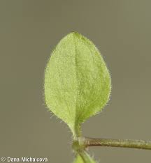 Attēlu rezultāti vaicājumam “Moehringia trinervia leaf”