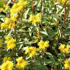 Attēlu rezultāti vaicājumam “Sedum aizoon”