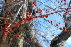 Attēlu rezultāti vaicājumam “Acer saccharinum flower”