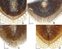 Attēlu rezultāti vaicājumam “Acalypta carinata”