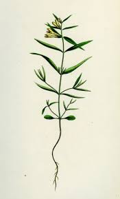 Attēlu rezultāti vaicājumam “Melampyrum pratense”