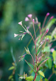 Attēlu rezultāti vaicājumam “Epilobium montanum flower”