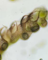 Attēlu rezultāti vaicājumam “Ptilidium pulcherrimum sporophyte”