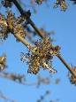 Fraxinus - Wikipedia, the free encyclopedia