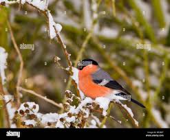 Attēlu rezultāti vaicājumam “Pyrrhula pyrrhula male”