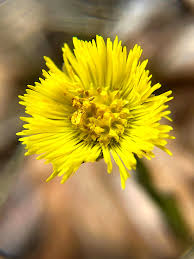 Attēlu rezultāti vaicājumam “Tussilago farfara flower”