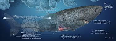 Image result for Somniosus microcephalus