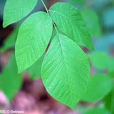 Attēlu rezultāti vaicājumam “Cladrastis kentukea leaf”