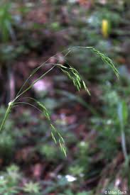 Attēlu rezultāti vaicājumam “Festuca altissima”