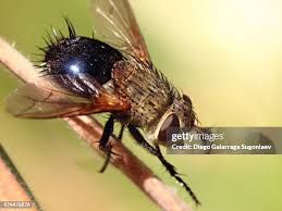 Attēlu rezultāti vaicājumam “Tachinidae”