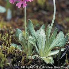 Attēlu rezultāti vaicājumam “Primula farinosa”