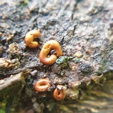 Attēlu rezultāti vaicājumam “Ophiotheca chrysosperma macro”