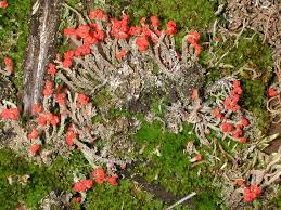 Image result for Cladonia floerkeana var. chloroides