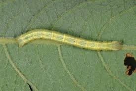 Attēlu rezultāti vaicājumam “Cabera exanthemata”