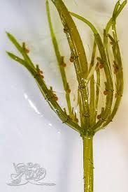 Attēlu rezultāti vaicājumam “Chara contraria”