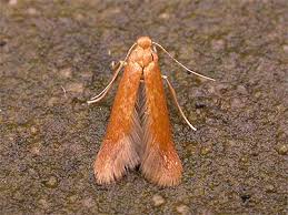 Attēlu rezultāti vaicājumam “Tischeria ekebladella”